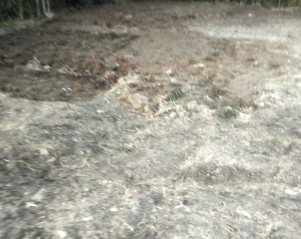 Wana Rescue Soroti Dugaan Pembuangan Limbah Ternak di Kali Brantas: DLH Diminta Bertindak Tegas