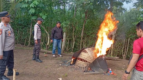 Awal Tahun 2026, Polisi Musnahkan Arena Judi Sabung Ayam di Kalipare Malang