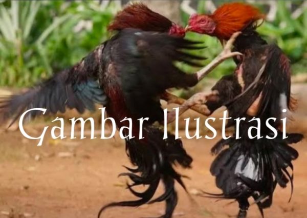 Sabung Ayam Masih Marak di Lumajang, Ketegasan Kapolri Dipertanyakan di Wilayah Hukum Polres Lumajang