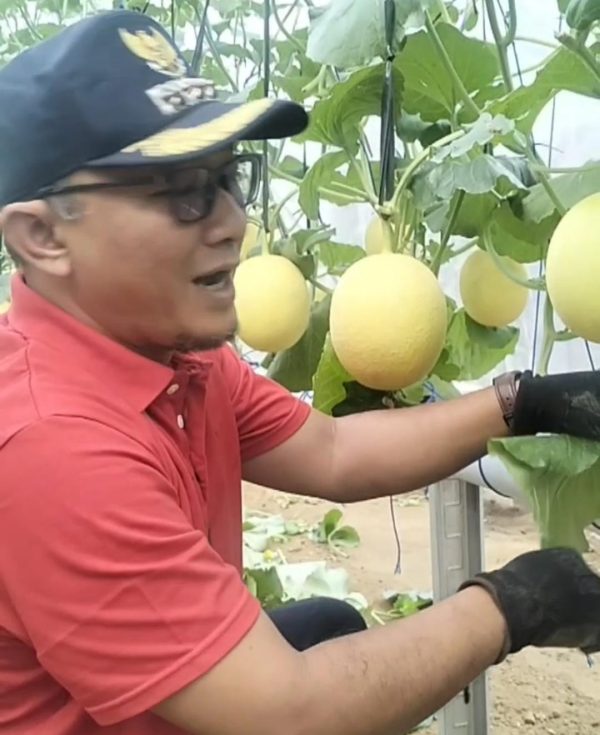 Dari Lahan Tidur Jadi Ladang Harapan, Melon BUMDes Maju Jaya Siap Panen Perdana