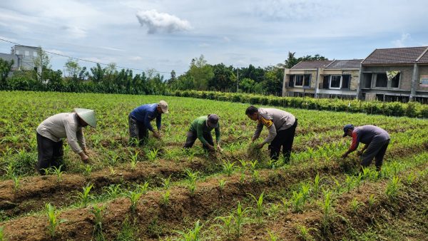 Pak Bhabin Jadi Penggerak Ketahanan Pangan, Dampingi Petani Jagung Wujudkan Swasembada di Kota Malang