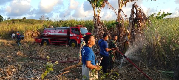 Kebun Tebu Tanah Kas Desa Tumpakrejo Seluas 23 Hektare Hangus Terbakar